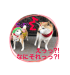 柴犬あじサン  お友達も一緒編（個別スタンプ：7）