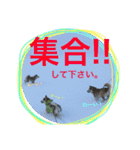 柴犬あじサン  お友達も一緒編（個別スタンプ：9）