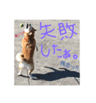 柴犬あじサン  お友達も一緒編（個別スタンプ：22）