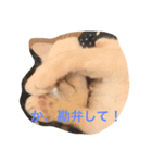 ほたて 猫（個別スタンプ：4）