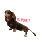 Dachshund's everyday expressions（個別スタンプ：1）