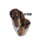 Dachshund's everyday expressions（個別スタンプ：4）