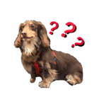 Dachshund's everyday expressions（個別スタンプ：6）