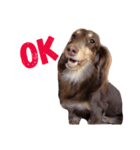 Dachshund's everyday expressions（個別スタンプ：7）