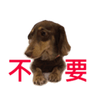 Dachshund's everyday expressions（個別スタンプ：8）