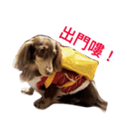 Dachshund's everyday expressions（個別スタンプ：9）