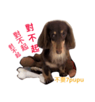 Dachshund's everyday expressions（個別スタンプ：10）