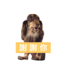 Dachshund's everyday expressions（個別スタンプ：13）