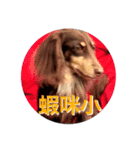 Dachshund's everyday expressions（個別スタンプ：14）