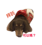 Dachshund's everyday expressions（個別スタンプ：15）