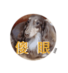 Dachshund's everyday expressions（個別スタンプ：16）