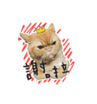 BaoBao Cat（個別スタンプ：1）