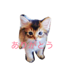 Somapon cat（個別スタンプ：1）