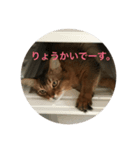 Somapon cat（個別スタンプ：4）