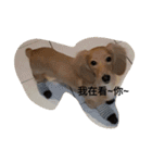 OMG Dog Love  You（個別スタンプ：6）