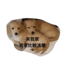 OMG Dog Love  You（個別スタンプ：16）