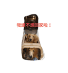 OMG Dog Love  You（個別スタンプ：19）