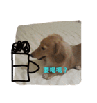 OMG Dog Love  You（個別スタンプ：20）