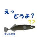 さかなでご挨拶：遊びに誘うの巻（個別スタンプ：1）