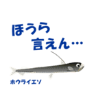 さかなでご挨拶：遊びに誘うの巻（個別スタンプ：24）