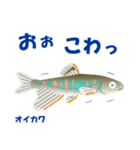 さかなでご挨拶：遊びに誘うの巻（個別スタンプ：27）