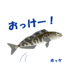 さかなでご挨拶：日常会話編（個別スタンプ：3）