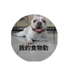 French Bulldog-KingTour（個別スタンプ：1）