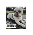 French Bulldog-KingTour（個別スタンプ：3）