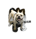 French Bulldog-KingTour（個別スタンプ：4）