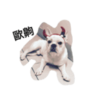 French Bulldog-KingTour（個別スタンプ：5）