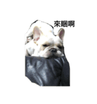 French Bulldog-KingTour（個別スタンプ：6）