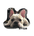 French Bulldog-KingTour（個別スタンプ：7）