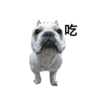 French Bulldog-KingTour（個別スタンプ：8）