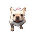 Bulldog Wolfi (1)（個別スタンプ：5）