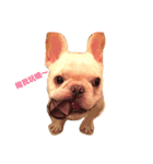 Bulldog Wolfi (1)（個別スタンプ：15）