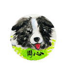 Border Collie - Zaoz（個別スタンプ：1）