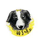 Border Collie - Zaoz（個別スタンプ：3）