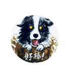 Border Collie - Zaoz（個別スタンプ：4）