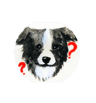 Border Collie - Zaoz（個別スタンプ：5）