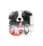 Border Collie - Zaoz（個別スタンプ：6）