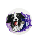 Border Collie - Zaoz（個別スタンプ：12）