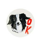 Border Collie - Zaoz（個別スタンプ：15）