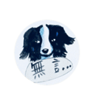 Border Collie - Zaoz（個別スタンプ：16）