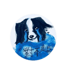 Border Collie - Zaoz（個別スタンプ：20）