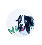 Border Collie - Zaoz（個別スタンプ：23）