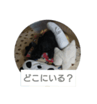 ウェスティ＆スコッチ（個別スタンプ：10）