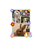 ありがとう！はんくん（個別スタンプ：8）