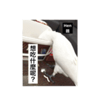 Badan Parrot（個別スタンプ：3）