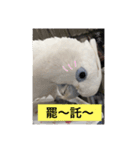 Badan Parrot（個別スタンプ：7）