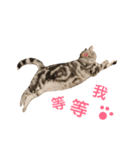 American Shorthair Cats Wonderland one（個別スタンプ：1）